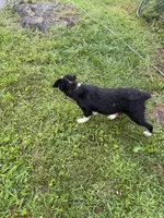 Vinson , a male Australian Shepherd for sale in Meadows Of Dan, VA – 6 of 6