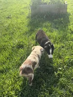 Watson, a male Australian Shepherd for sale in Meadows Of Dan, VA – 8 of 9
