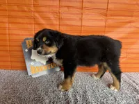 Yogi, a male Australian Shepherd for sale in Meadows Of Dan, VA – 8 of 9