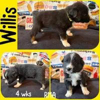 Willis, a male Australian Shepherd for sale in Meadows Of Dan, VA – 4 of 5