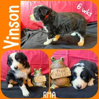 Vinson, a male Australian Shepherd for sale in Meadows Of Dan, VA – 6 of 6