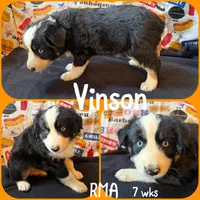 Vinson, a male Australian Shepherd for sale in Meadows Of Dan, VA – 5 of 6