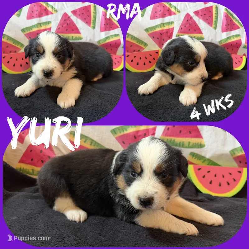 Yuri – Australian Shepherd puppy for sale in Meadows Of Dan, VA
