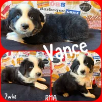 Vance, a male Australian Shepherd for sale in Meadows Of Dan, VA – 2 of 6