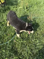 Vinson, a male Australian Shepherd for sale in Meadows Of Dan, VA – 8 of 9