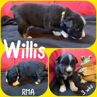 Willis, a male Australian Shepherd for sale in Meadows Of Dan, VA – 3 of 5