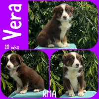 Vera, a female Australian Shepherd for sale in Meadows Of Dan, VA – 1 of 6
