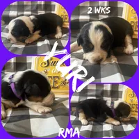 Yuri, a female Australian Shepherd for sale in Meadows Of Dan, VA – 2 of 2