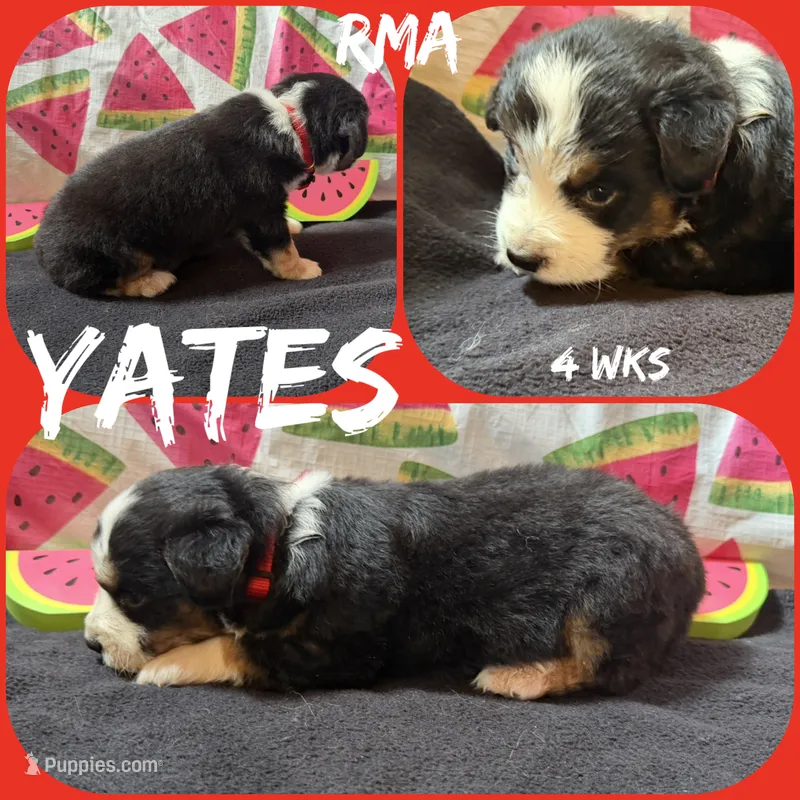 Yates – Australian Shepherd puppy for sale in Meadows Of Dan, VA
