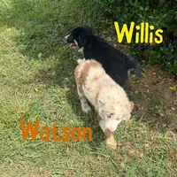Watson, a male Australian Shepherd for sale in Meadows Of Dan, VA – 7 of 9