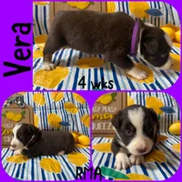 Vera, a female Australian Shepherd for sale in Meadows Of Dan, VA – 5 of 6