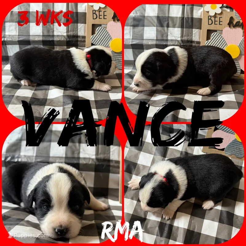 Vance – Australian Shepherd puppy for sale in Meadows Of Dan, VA