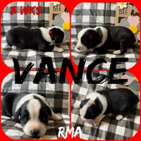 Vance, a male Australian Shepherd for sale in Meadows Of Dan, VA – 1 of 6