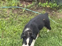 Vinson , a male Australian Shepherd for sale in Meadows Of Dan, VA – 3 of 6