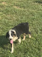 Vance, a male Australian Shepherd for sale in Meadows Of Dan, VA – 7 of 10