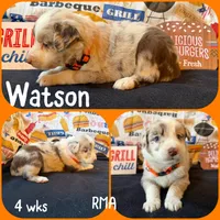 Watson, a male Australian Shepherd for sale in Meadows Of Dan, VA – 4 of 5