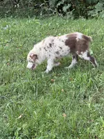 Watson, a male Australian Shepherd for sale in Meadows Of Dan, VA – 9 of 9