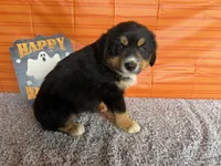 Yogi, a male Australian Shepherd for sale in Meadows Of Dan, VA – 3 of 9