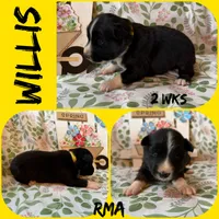 Willis, a male Australian Shepherd for sale in Meadows Of Dan, VA – 2 of 5