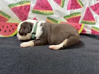 Zoé, a female Australian Shepherd for sale in Meadows Of Dan, VA – 3 of 5