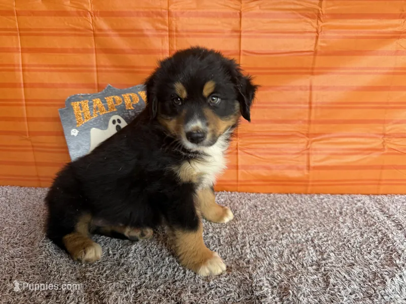 Yogi – Australian Shepherd puppy for sale in Meadows Of Dan, VA