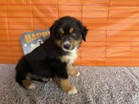 Yogi, a male Australian Shepherd for sale in Meadows Of Dan, VA – 1 of 9