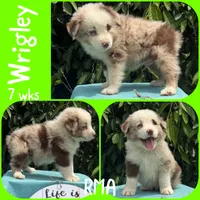 Wrigley, a male Australian Shepherd for sale in Meadows Of Dan, VA – 2 of 5