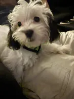 Lucy, a female Shihpoo for sale in Cape Coral, FL – Photo 9 of 9