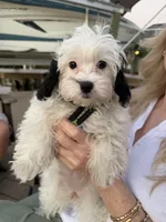 Lucy, a female Shihpoo for sale in Cape Coral, FL – Photo 1 of 9