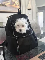 Lucy, a female Shihpoo for sale in Cape Coral, FL – Photo 3 of 9