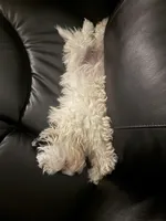 Lucy, a female Shihpoo for sale in Cape Coral, FL – Photo 5 of 9