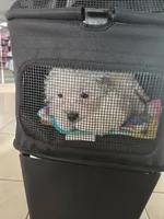 Lucy, a female Shihpoo for sale in Cape Coral, FL – Photo 7 of 9