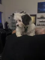 Lucy, a female Shihpoo for sale in Cape Coral, FL – Photo 8 of 9