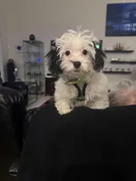 Lucy, a female Shihpoo for sale in Cape Coral, FL – Photo 6 of 9