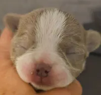 Ariella , a female Chihuahua for sale in Tifton, GA – 2 of 6