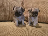 Arnold, a male Chihuahua for sale in Tifton, GA – 5 of 9
