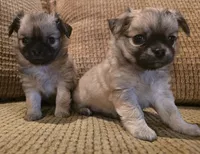 Arnold, a male Chihuahua for sale in Tifton, GA – 1 of 9