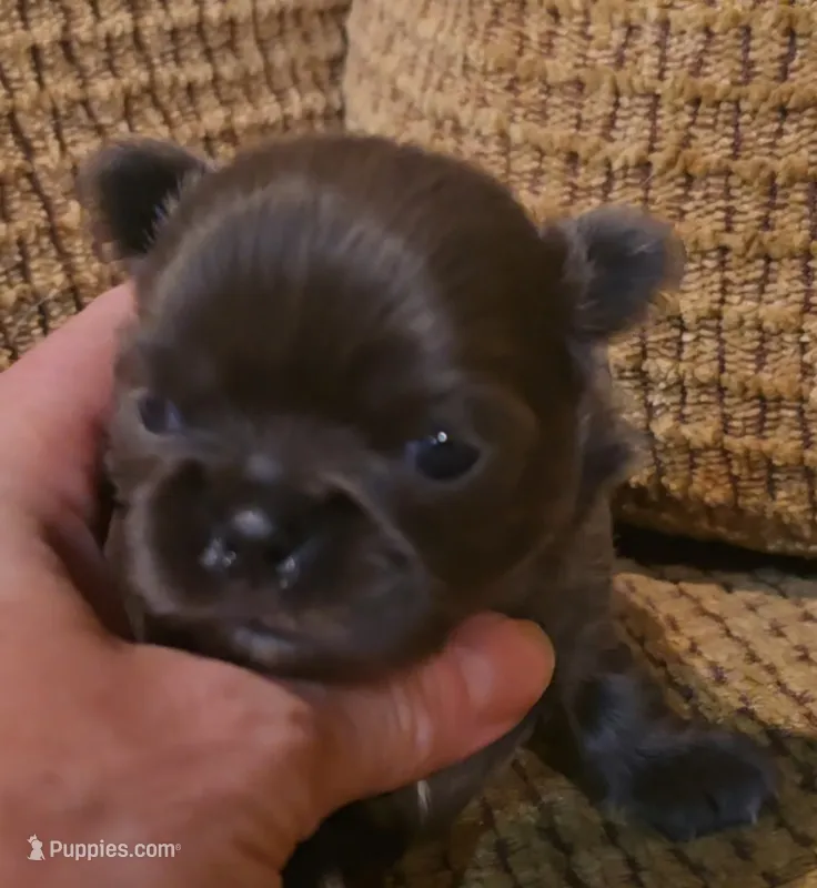 Arabella  – Chihuahua puppy for sale in Tifton, GA