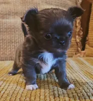 Aiden , a male Chihuahua for sale in Tifton, GA – 6 of 10