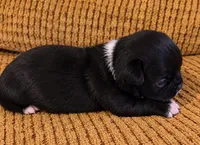 Caviar, a male Chihuahua for sale in Tifton, GA – 3 of 5
