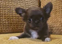 Aiden , a male Chihuahua for sale in Tifton, GA – 7 of 10