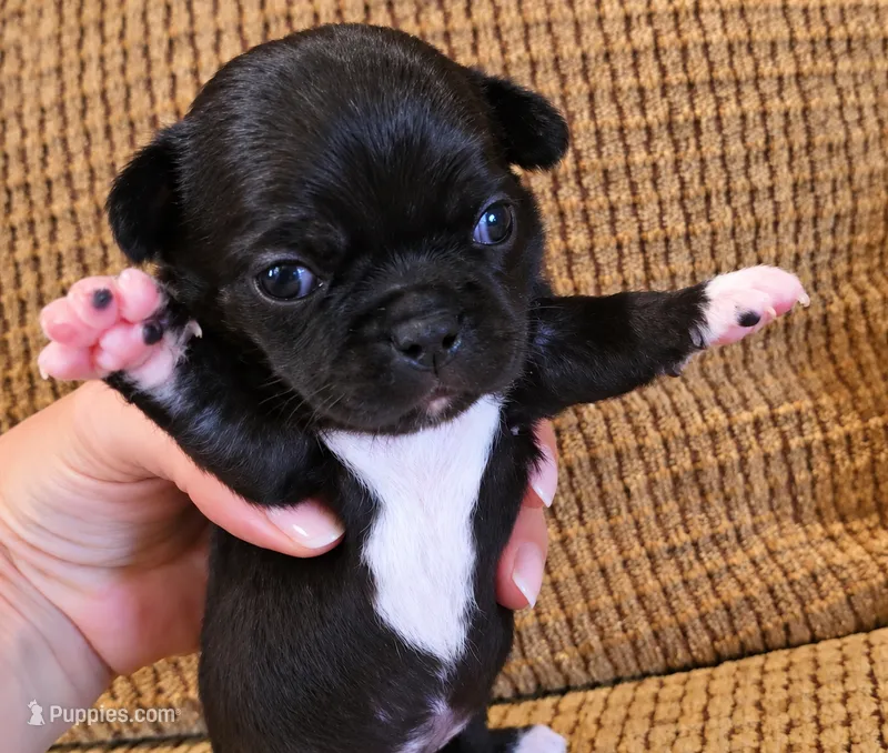Cecilia – Chihuahua puppy for sale in Tifton, GA