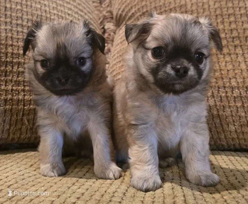 Ariana – Chihuahua puppy for sale in Tifton, GA