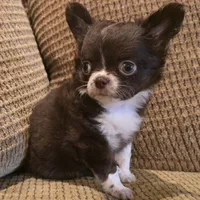 Benja, a female Chihuahua for sale in Tifton, GA – Photo 1 of 6
