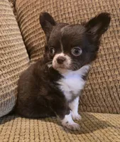 Benja, a female Chihuahua for sale in Tifton, GA – Photo 1 of 6