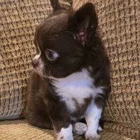 Benja, a female Chihuahua for sale in Tifton, GA – Photo 2 of 6