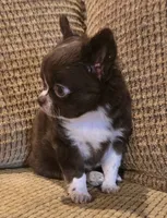 Benja, a female Chihuahua for sale in Tifton, GA – Photo 2 of 6