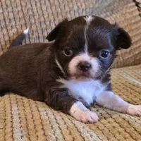 Benja, a female Chihuahua for sale in Tifton, GA – Photo 4 of 6