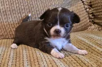 Benja, a female Chihuahua for sale in Tifton, GA – Photo 4 of 6