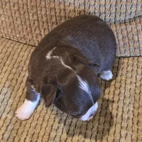 Benja, a female Chihuahua for sale in Tifton, GA – Photo 6 of 6